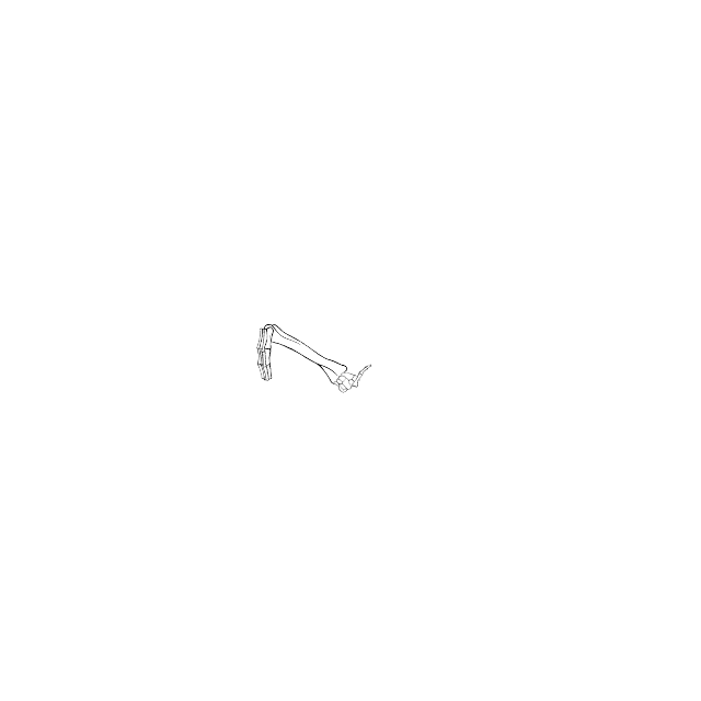 Dem bones dem bones dem – dry bones!