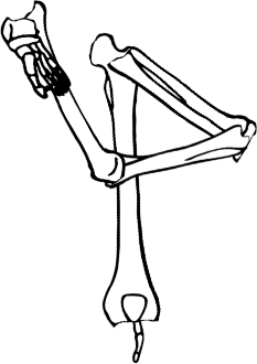 Dem bones dem bones dem – dry bones!