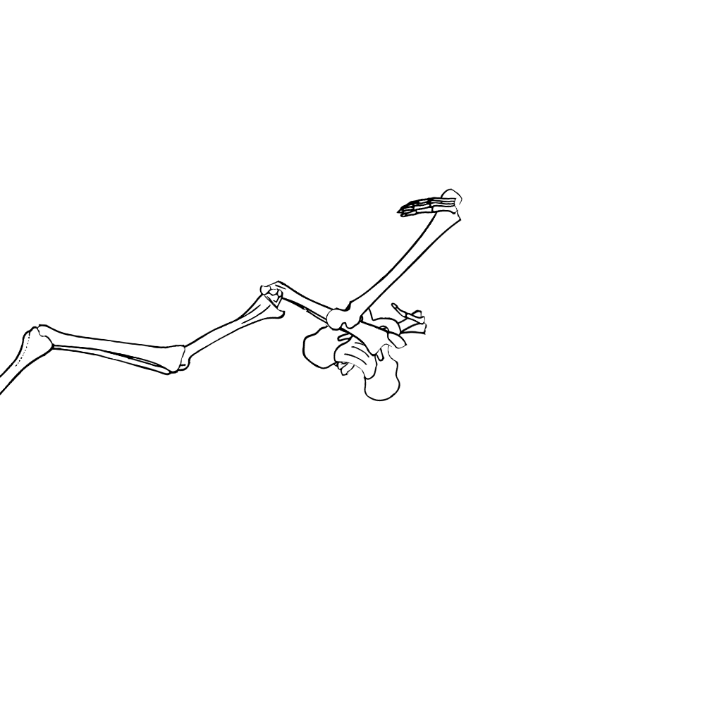 Dem bones dem bones dem – dry bones!