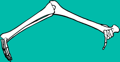 Dem bones dem bones dem – dry bones!