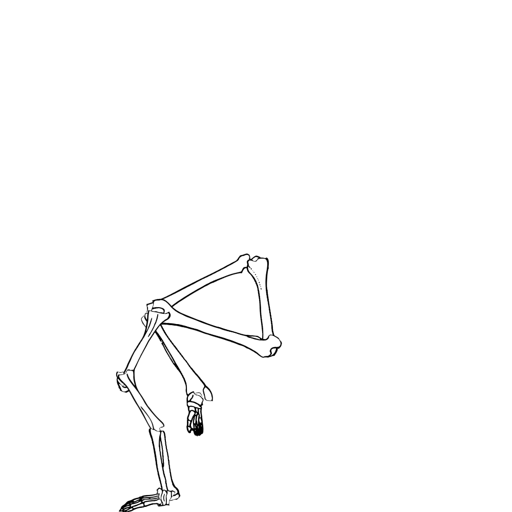 Dem bones dem bones dem – dry bones!