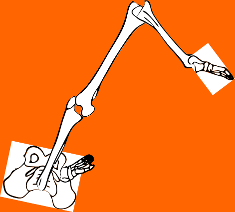 Dem bones dem bones dem – dry bones!