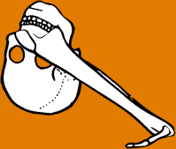Dem bones dem bones dem – dry bones!