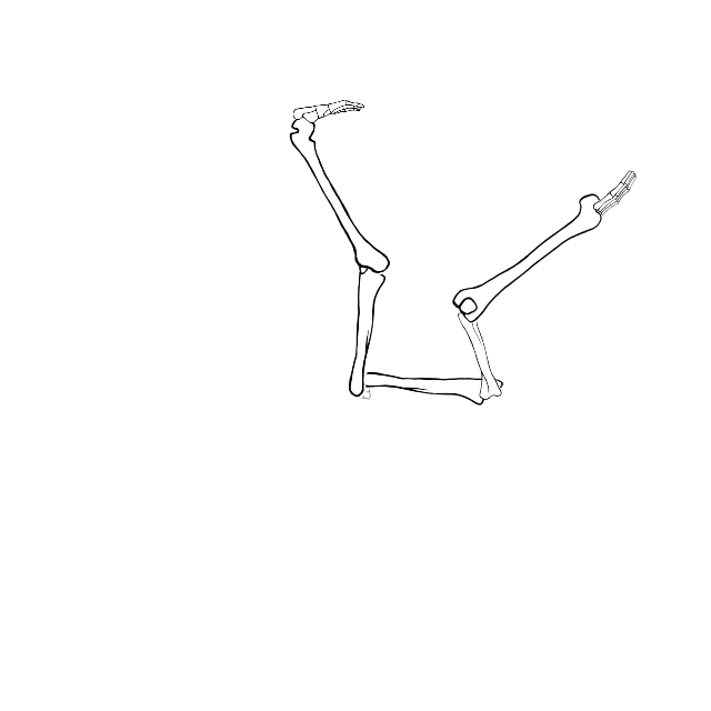 Dem bones dem bones dem – dry bones!
