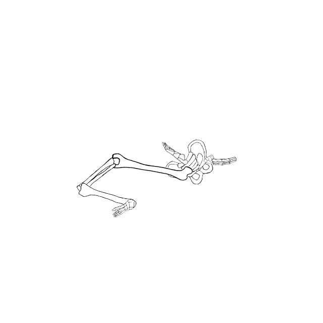 Dem bones dem bones dem – dry bones!
