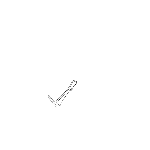 Dem bones dem bones dem – dry bones!