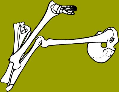 Dem bones dem bones dem – dry bones!