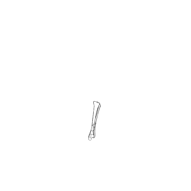 Dem bones dem bones dem – dry bones!