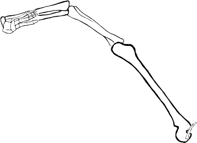 Dem bones dem bones dem – dry bones!