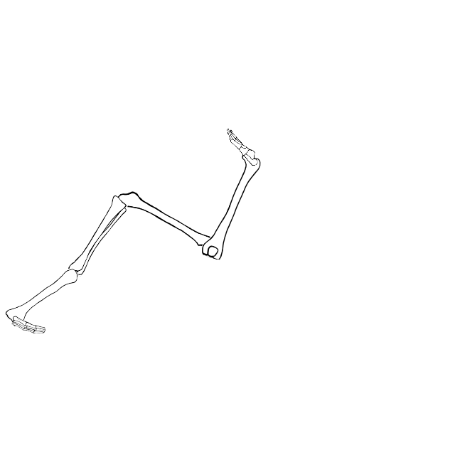Dem bones dem bones dem – dry bones!