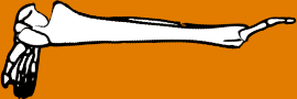 Dem bones dem bones dem – dry bones!