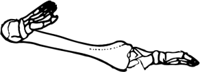 Dem bones dem bones dem – dry bones!