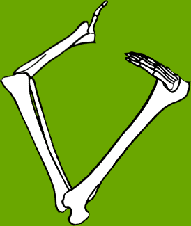 Dem bones dem bones dem – dry bones!