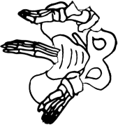 Dem bones dem bones dem – dry bones!