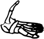 Dem bones dem bones dem – dry bones!