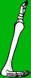 Dem bones dem bones dem – dry bones!