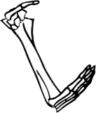 Dem bones dem bones dem – dry bones!
