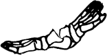 Dem bones dem bones dem – dry bones!