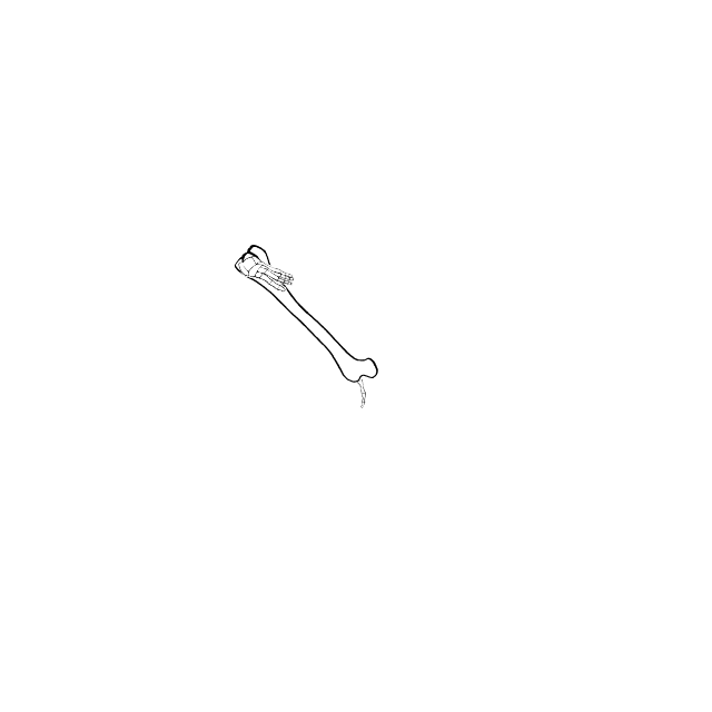 Dem bones dem bones dem – dry bones!