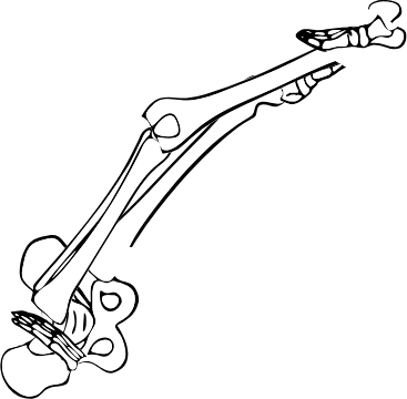 Dem bones dem bones dem – dry bones!