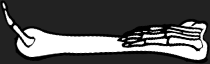 Dem bones dem bones dem – dry bones!
