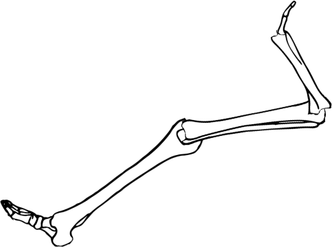 Dem bones dem bones dem – dry bones!