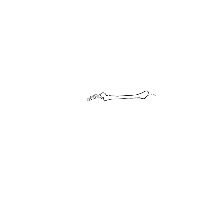 Dem bones dem bones dem – dry bones!