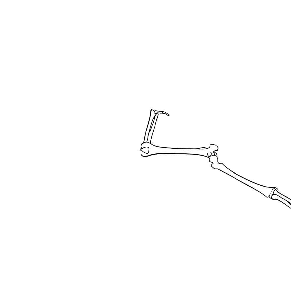 Dem bones dem bones dem – dry bones! Dem bones dem bones dem – extra bones!