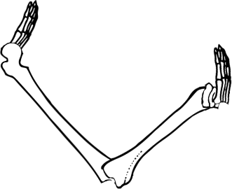 Dem bones dem bones dem – dry bones! Dem bones dem bones dem – extra bones!