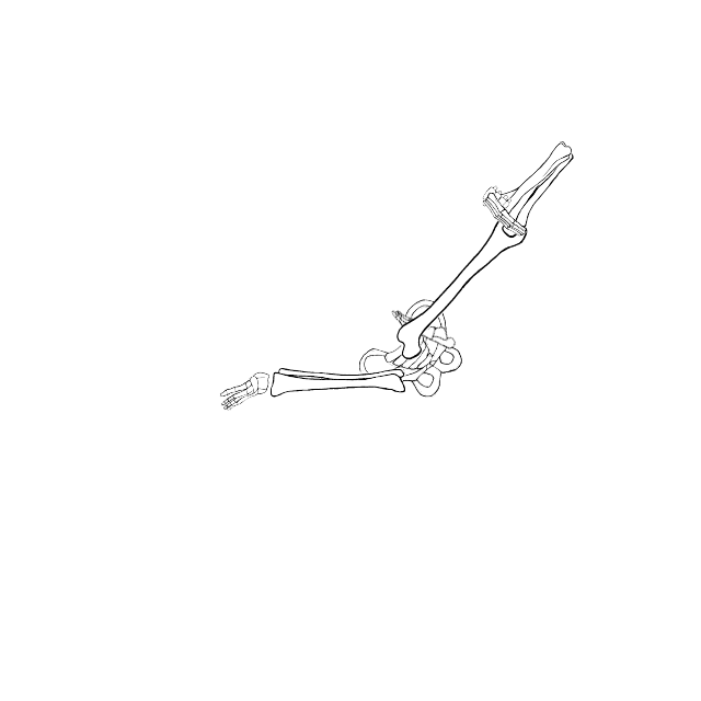 Dem bones dem bones dem – dry bones!