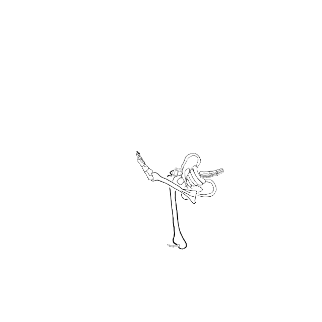 Dem bones dem bones dem – dry bones!