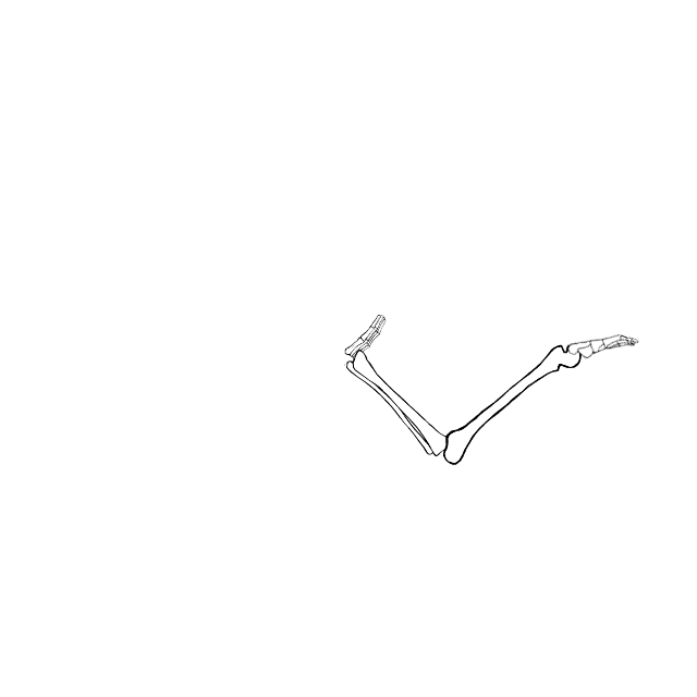 Dem bones dem bones dem – dry bones!