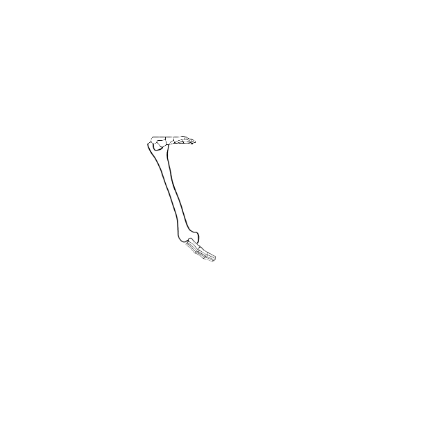 Dem bones dem bones dem – dry bones!