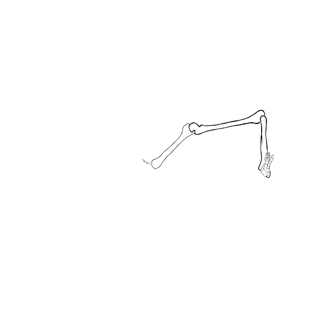 Dem bones dem bones dem – dry bones!
