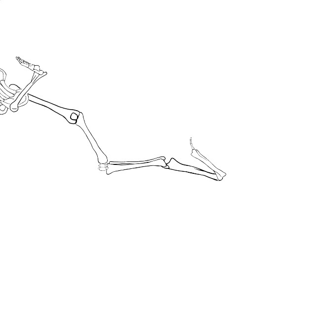 Dem bones dem bones dem – dry bones!