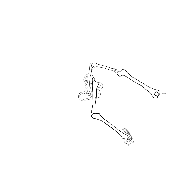 Dem bones dem bones dem – dry bones!