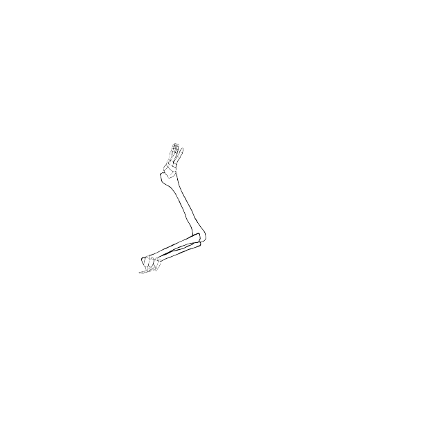 Dem bones dem bones dem – dry bones!