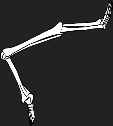 Dem bones dem bones dem – dry bones!