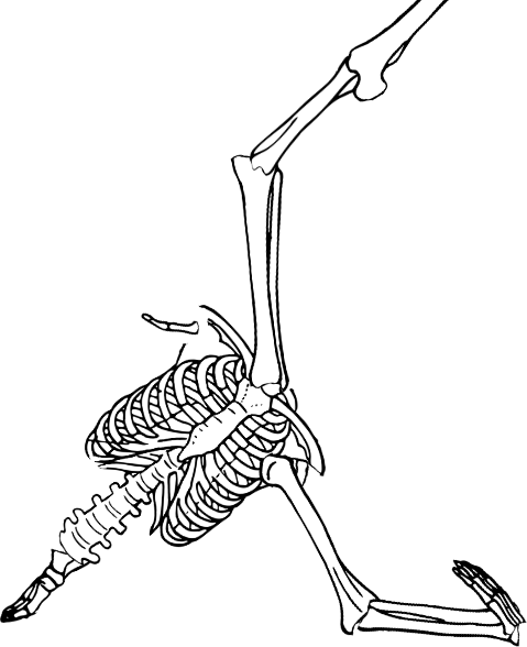 Dem bones dem bones dem – dry bones!