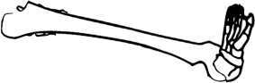 Dem bones dem bones dem – dry bones!