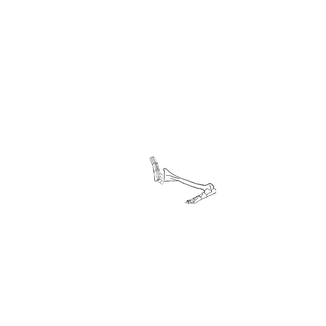 Dem bones dem bones dem – dry bones!