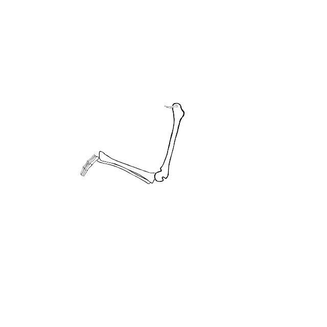 Dem bones dem bones dem – dry bones!