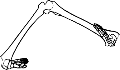 Dem bones dem bones dem – dry bones!