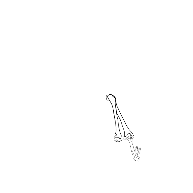 Dem bones dem bones dem – dry bones!