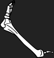 Dem bones dem bones dem – dry bones!