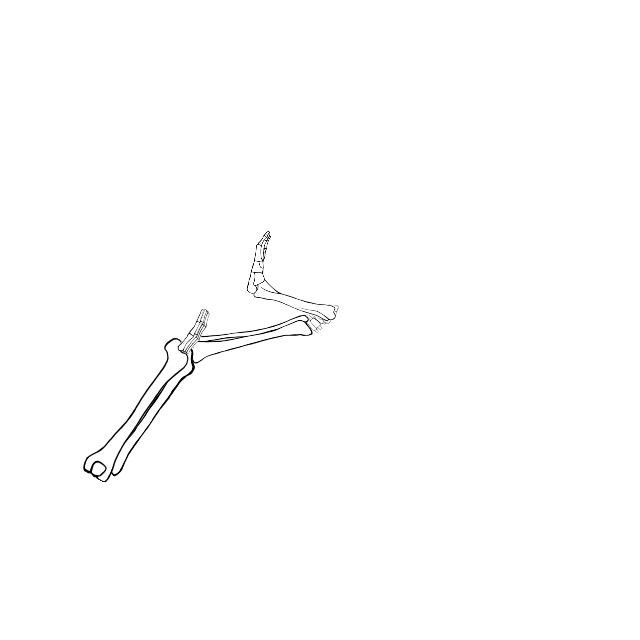 Dem bones dem bones dem – dry bones!