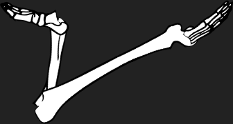 Dem bones dem bones dem – dry bones!