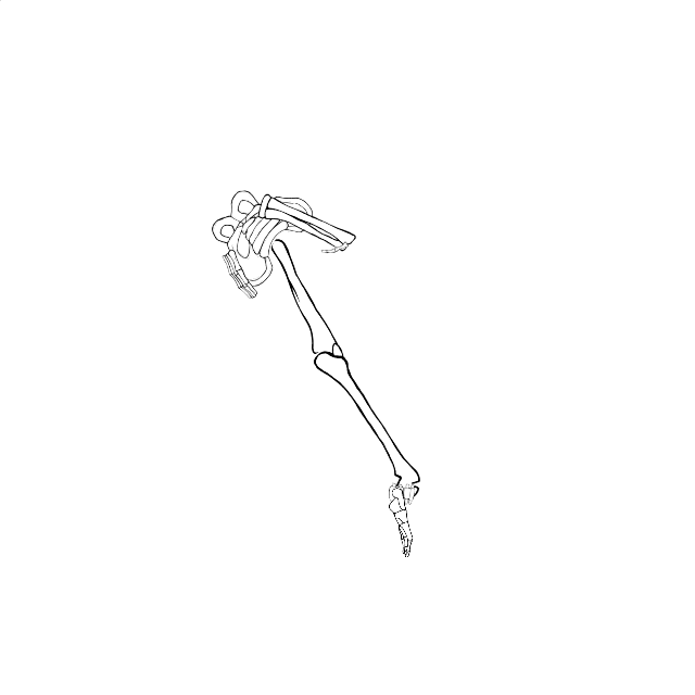 Dem bones dem bones dem – dry bones!