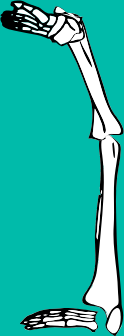 Dem bones dem bones dem – dry bones!