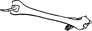 Dem bones dem bones dem – dry bones!